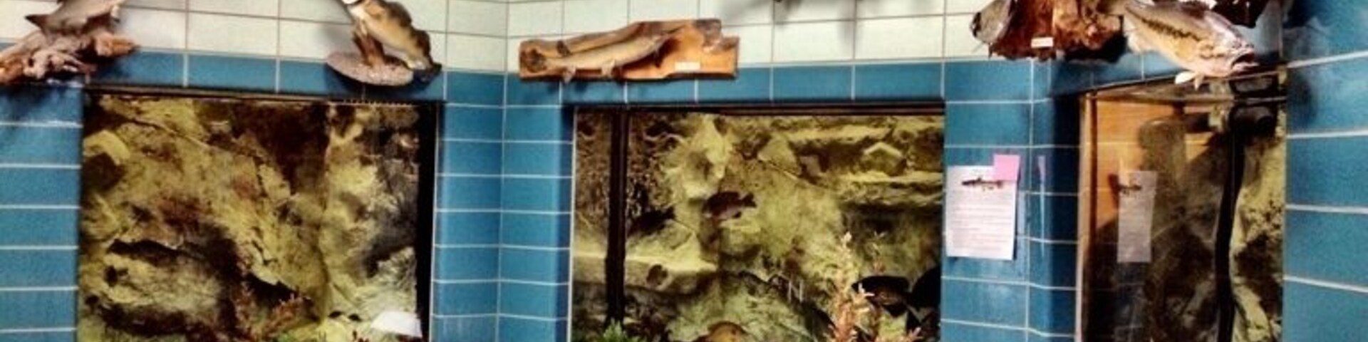 Tour the displays and spawning process at the Iowa Great Lakes Fish Hatchery.