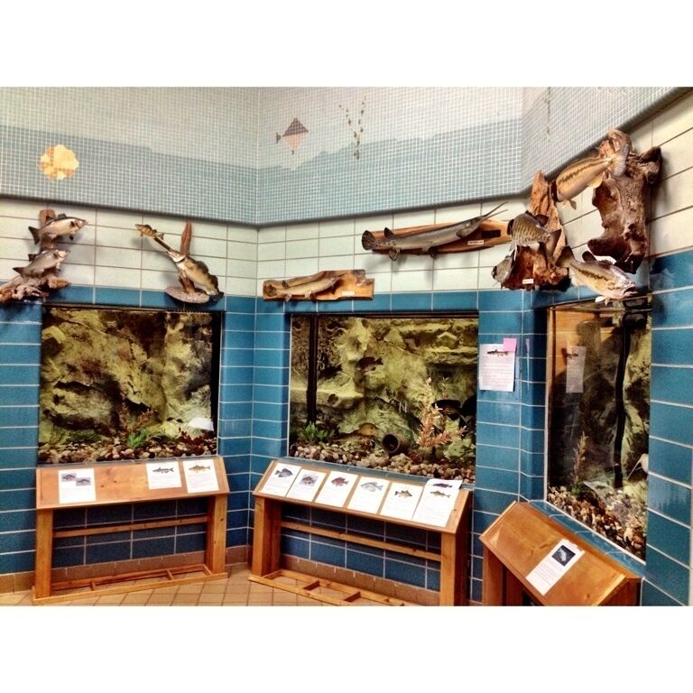 A room with blue tiled walls, wooden display cases, and large aquarium tanks.