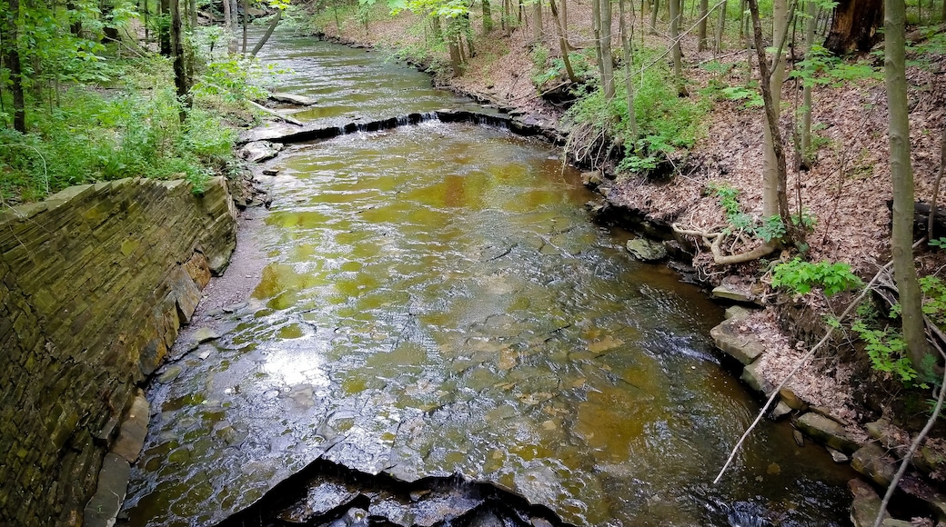 Stream in the middle of the woods of the Cleveland Metroparks in Ohio