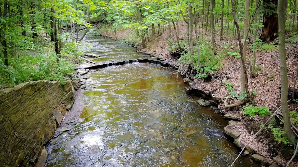 A forest stream with a rocky bed, surrounded by trees and greenery.