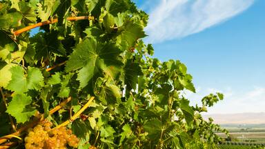 Usa, Washington State, Yakima Valley. Hahn Hill Vineyard, near Sunnyside is a popular source for quality Chenin Blanc.