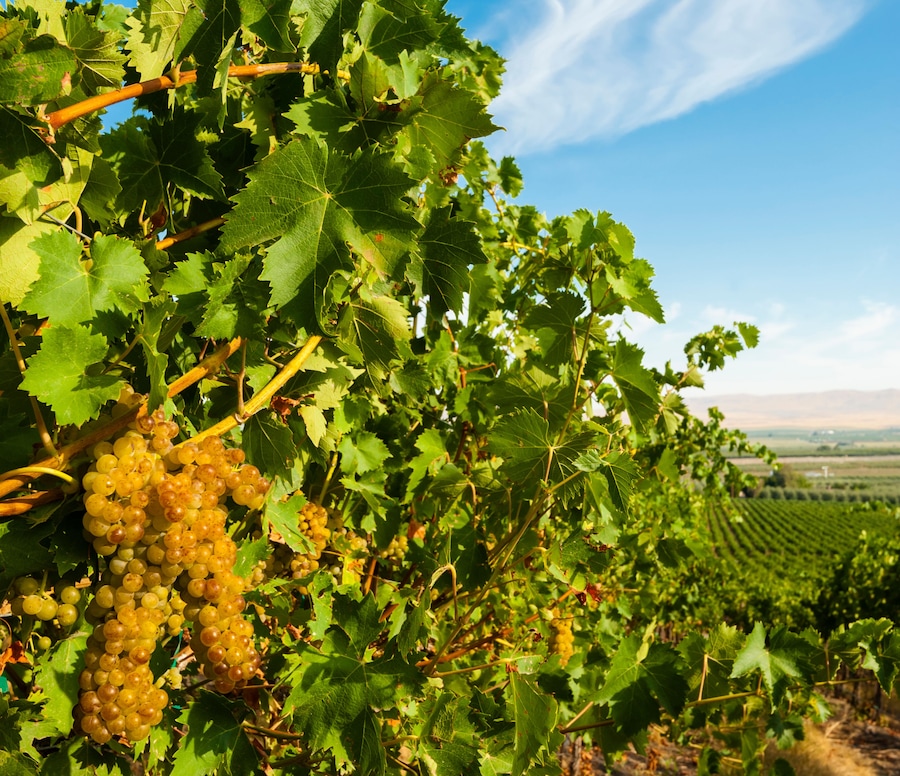 Usa, Washington State, Yakima Valley. Hahn Hill Vineyard, near Sunnyside is a popular source for quality Chenin Blanc.