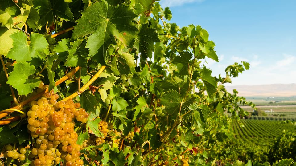 Usa, Washington State, Yakima Valley. Hahn Hill Vineyard, near Sunnyside is a popular source for quality Chenin Blanc.