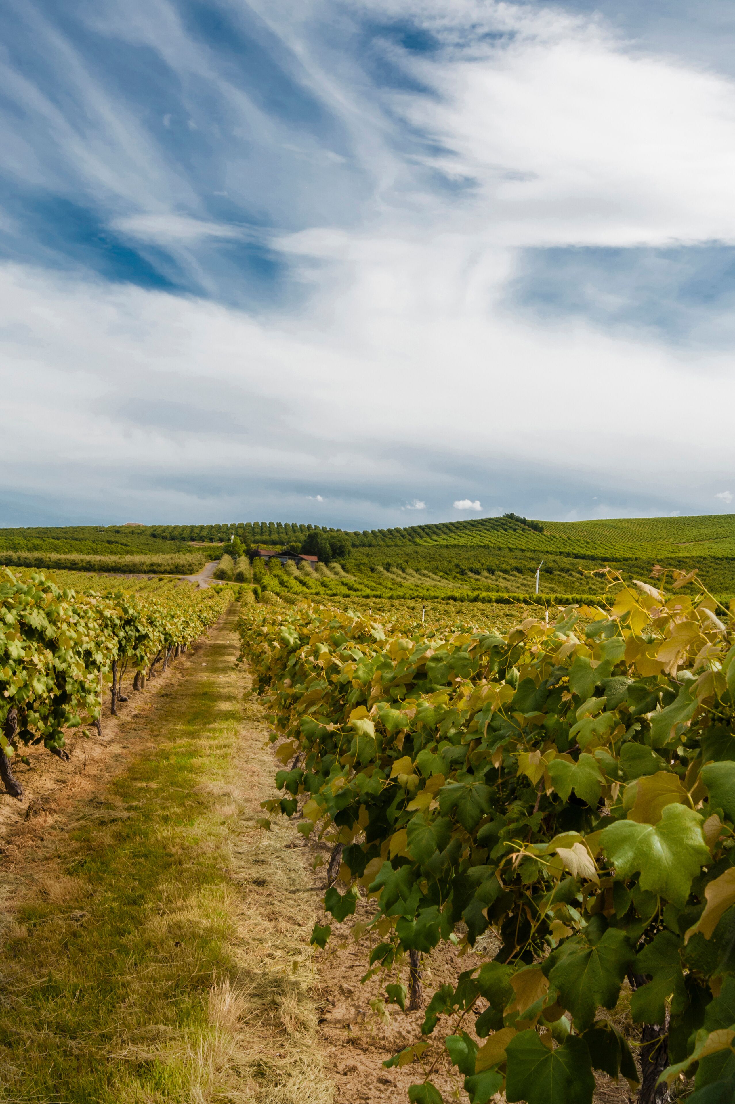 USA, Washington, Sunnyside. Upland Vineyard on Snipes Mountain.