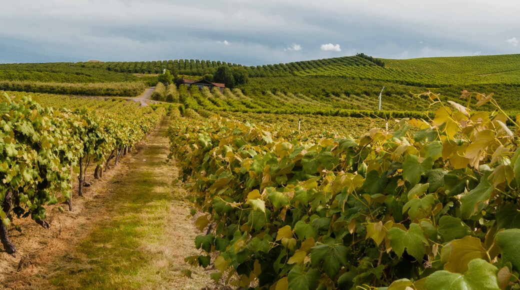 USA, Washington, Sunnyside. Upland Vineyard on Snipes Mountain.