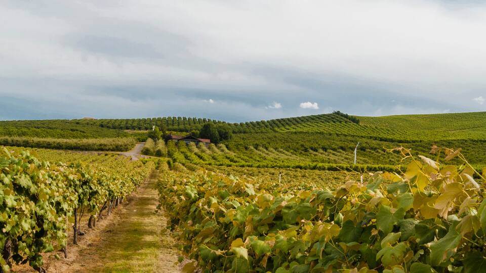 USA, Washington, Sunnyside. Upland Vineyard on Snipes Mountain.