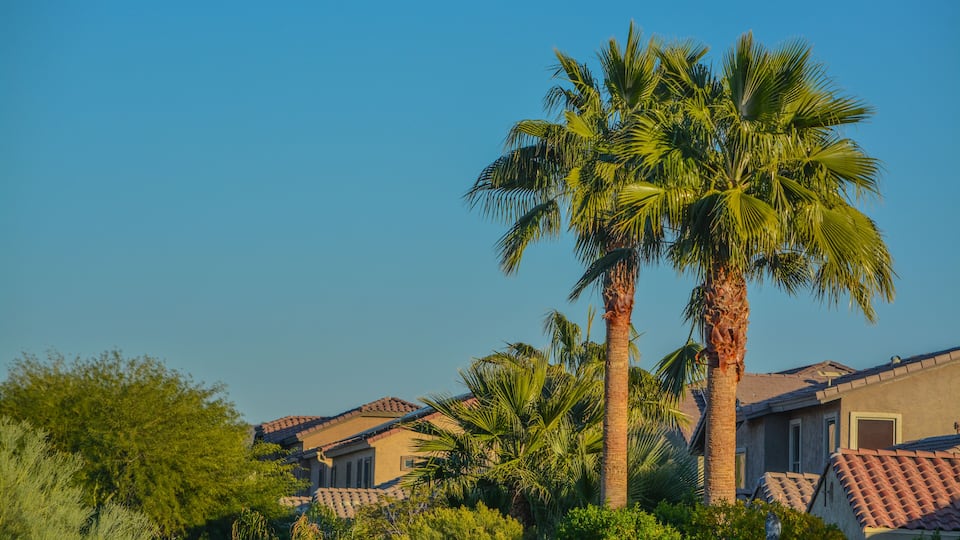 A residential area with houses, palm trees, and a clear blue sky.