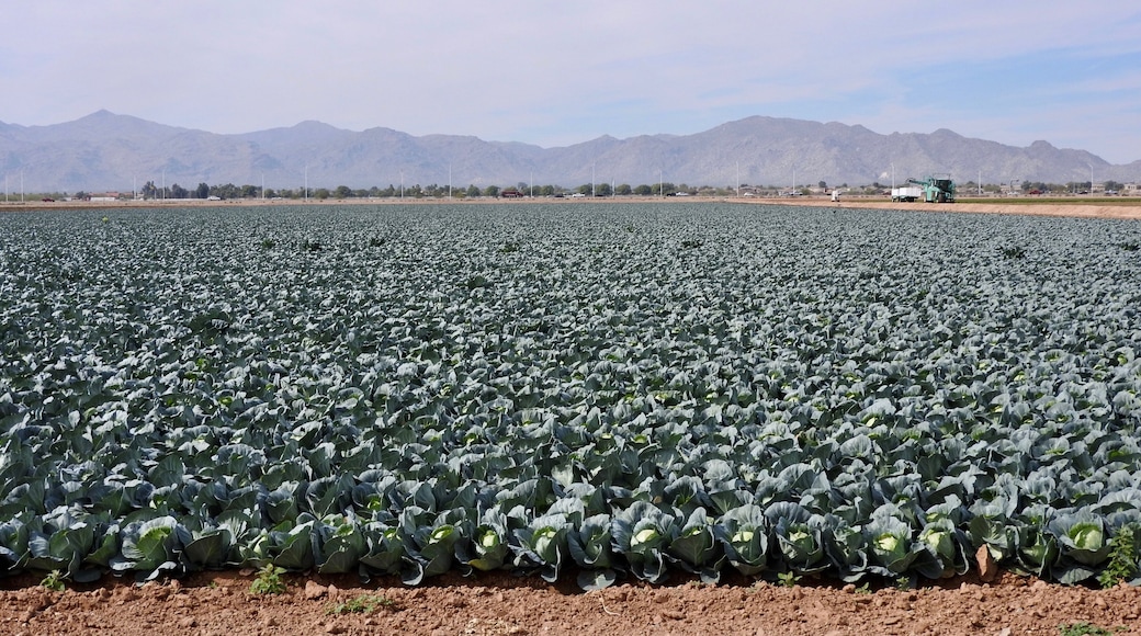 Cabbage farm.
#LikeALocal
#GreatOutdoors #OnTheRoad