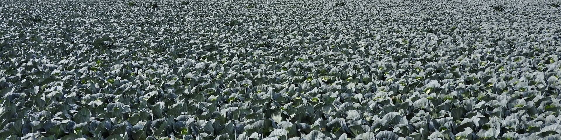 Cabbage farm.
#LikeALocal
#GreatOutdoors #OnTheRoad