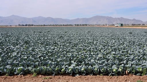 Cabbage farm.
#LikeALocal
#GreatOutdoors #OnTheRoad