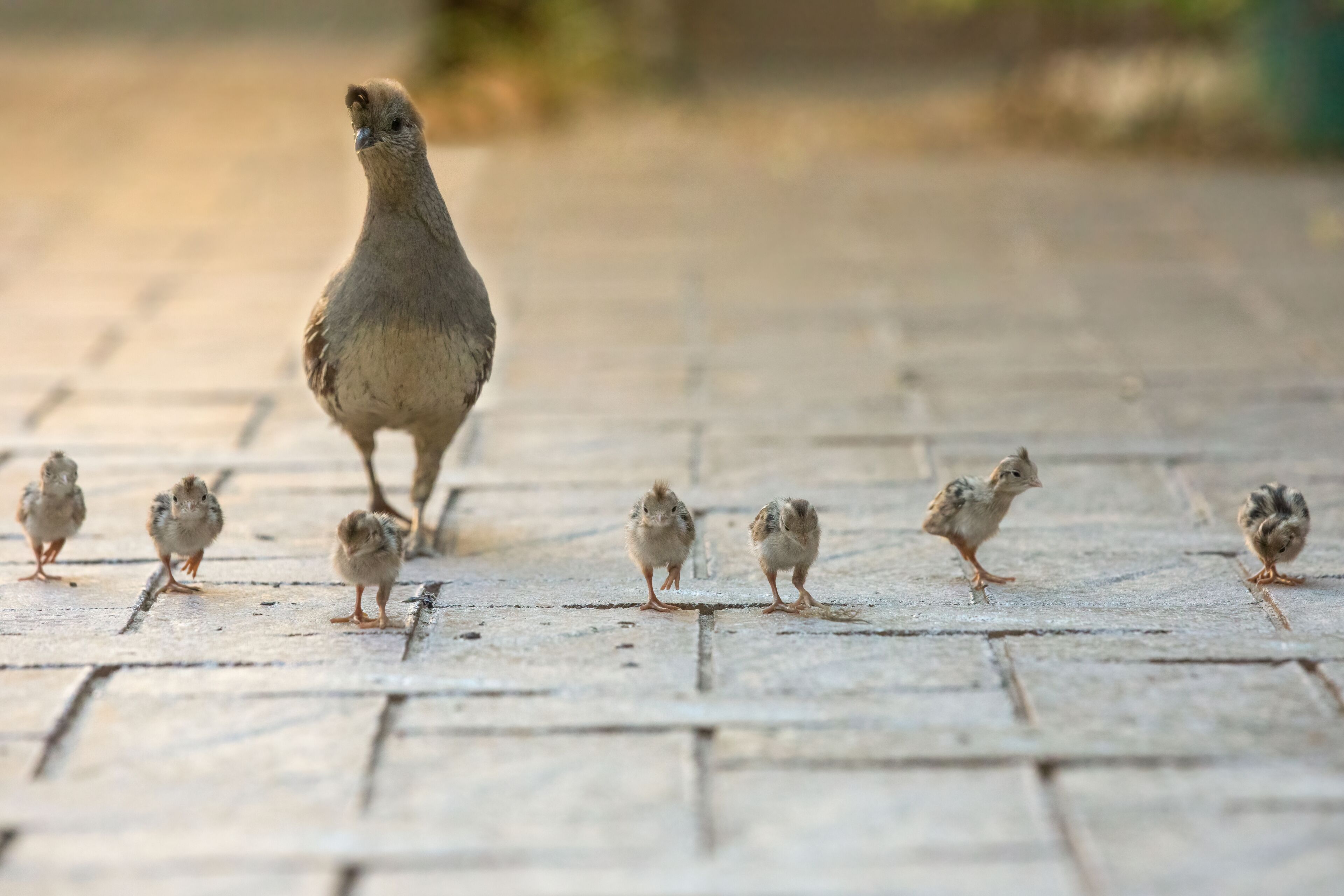 USA, Arizona, Buckeye. Mother Gambel's quail and newly hatched chicks.