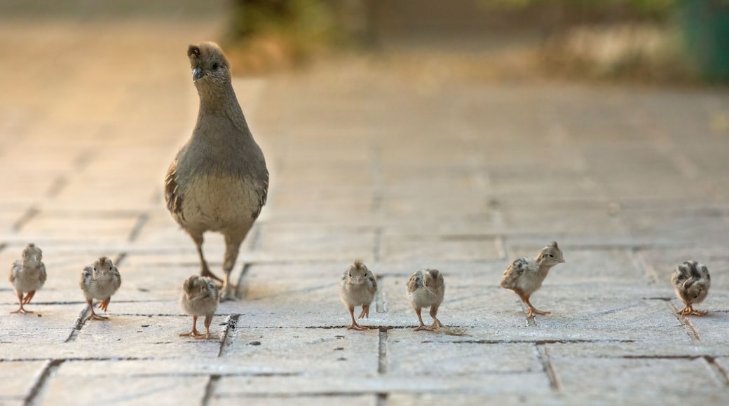 USA, Arizona, Buckeye. Mother Gambel's quail and newly hatched chicks.