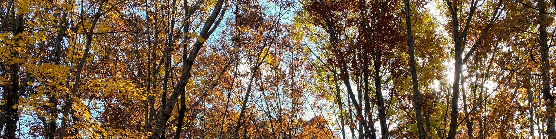 Winding trail in Cook County Forest Preserve on a late autumn afternoon