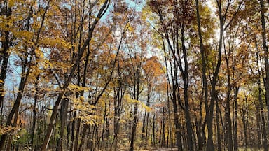 Winding trail in Cook County Forest Preserve on a late autumn afternoon