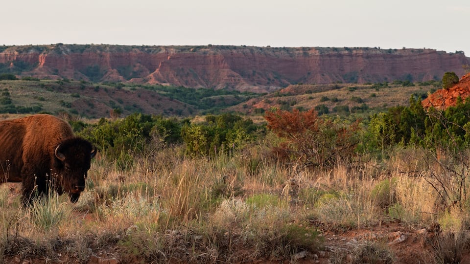 A bison grazing in a grassy field with red rock formations in the background.