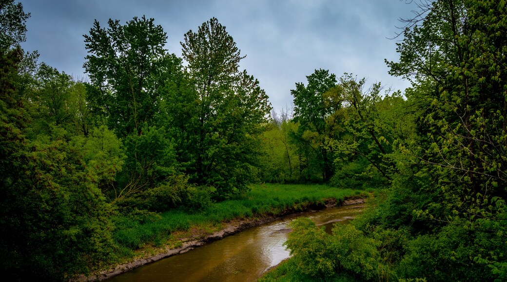 Beautiful country summer setting with green trees along the flowing Cass river in Cass City Michigan