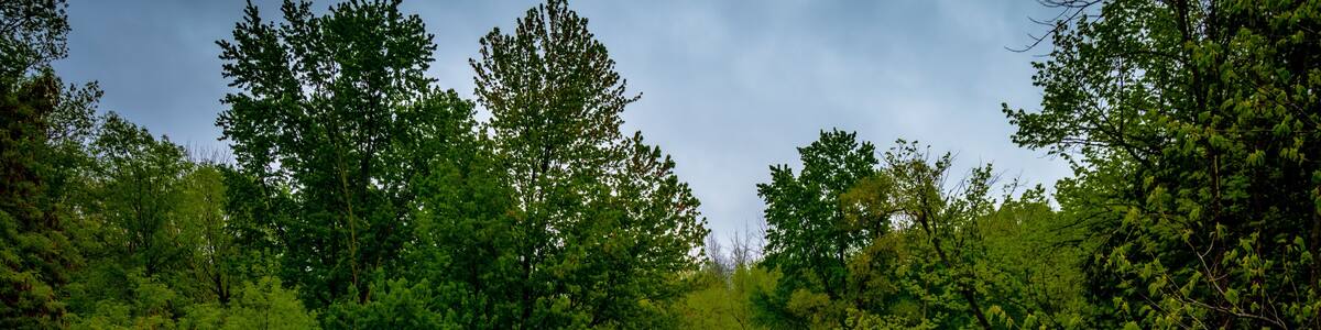 Beautiful country summer setting with green trees along the flowing Cass river in Cass City Michigan