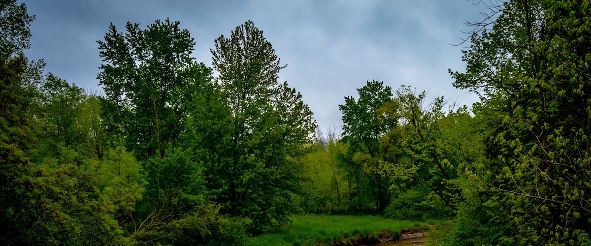 Beautiful country summer setting with green trees along the flowing Cass river in Cass City Michigan