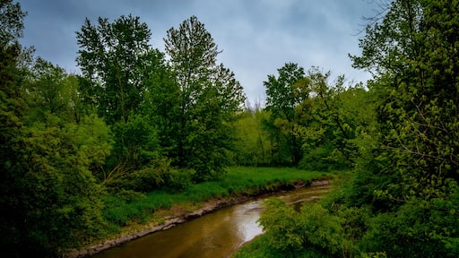 Beautiful country summer setting with green trees along the flowing Cass river in Cass City Michigan