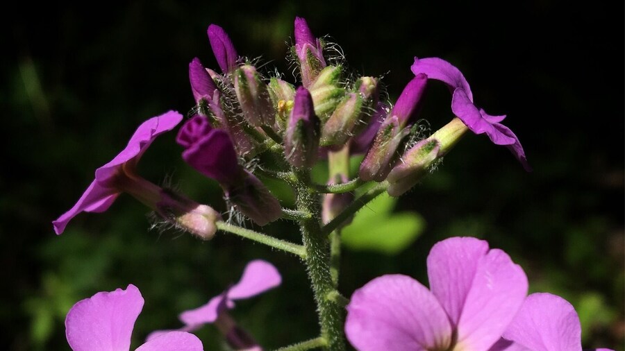 Webster Park is a hidden gem along the shores of Lake Ontario, lots of flowers in bloom right now.