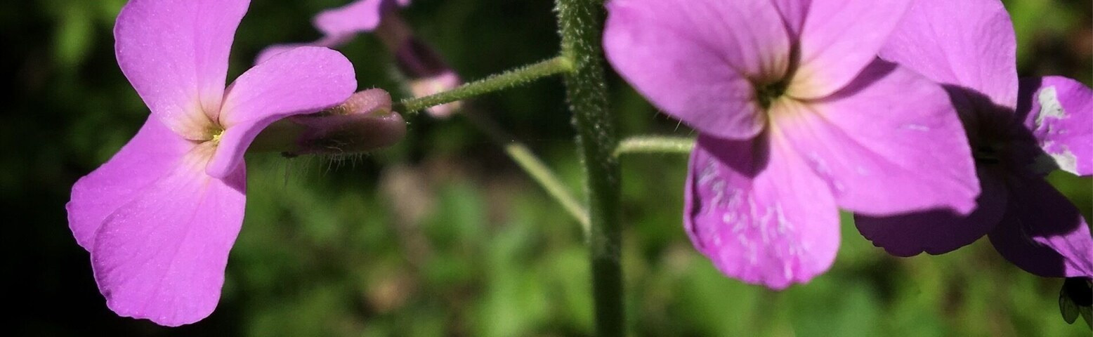 Webster Park is a hidden gem along the shores of Lake Ontario, lots of flowers in bloom right now.