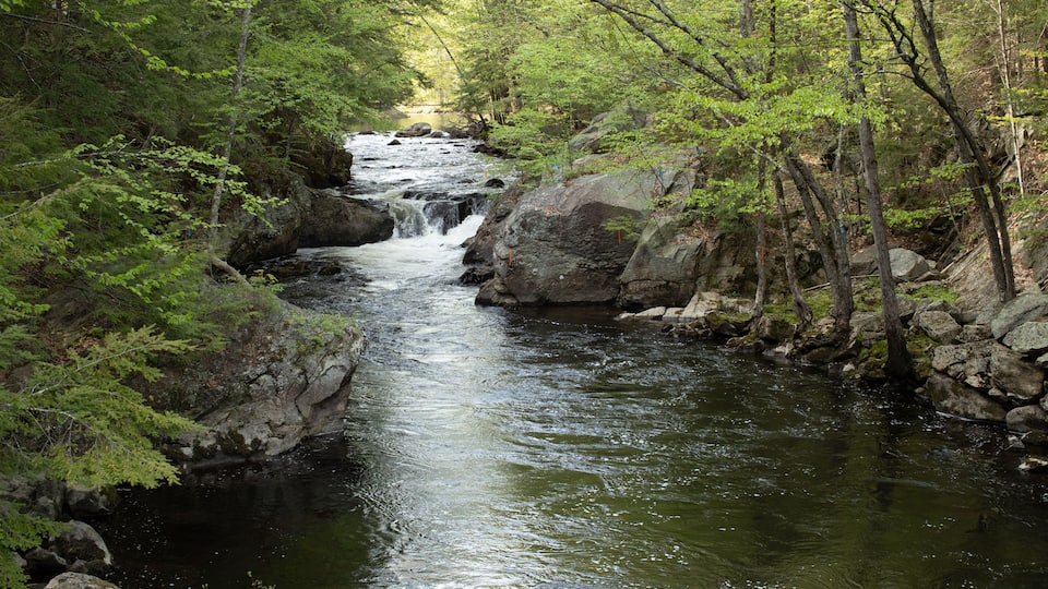 A river flowing through a forested area with rocks and trees.