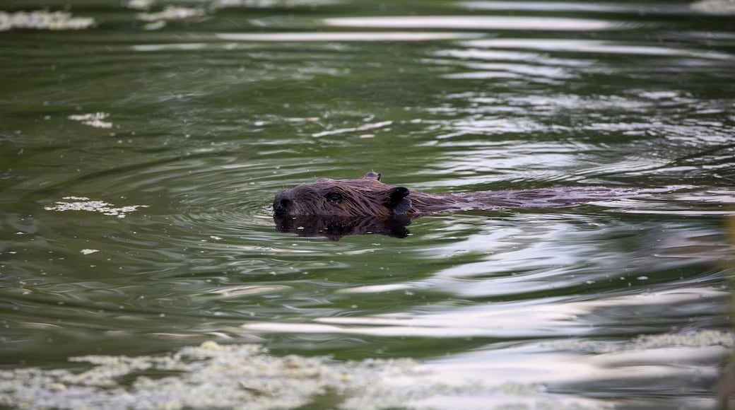 Beaver in a pond having a evening stroke looking for branches to reinforce it’s lodge