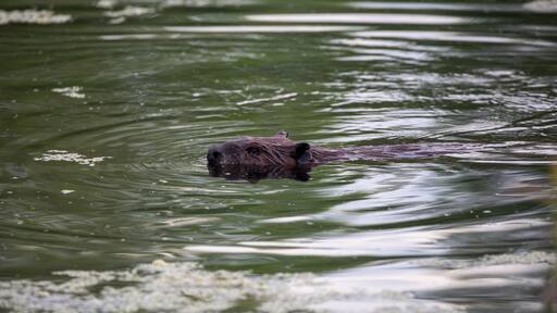 Beaver in a pond having a evening stroke looking for branches to reinforce it’s lodge