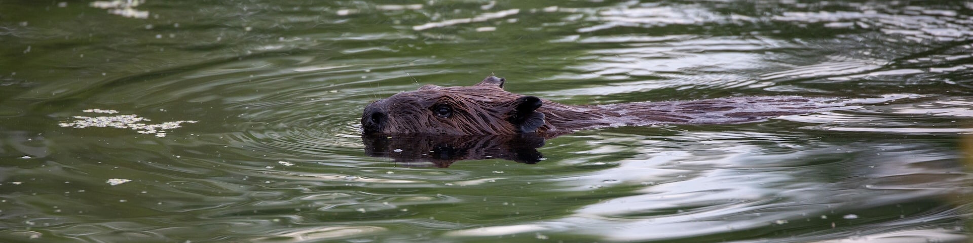 Beaver in a pond having a evening stroke looking for branches to reinforce it’s lodge