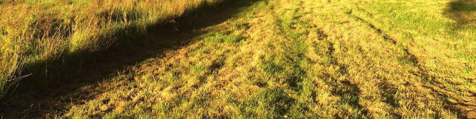 The beautiful countryside between Alderley Edge and Wilmslow, a great place for dog walking.