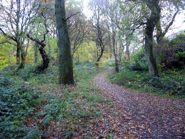 Local woods , Bonhill