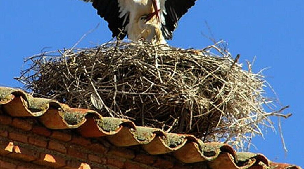 A pair of storks expanding their family!