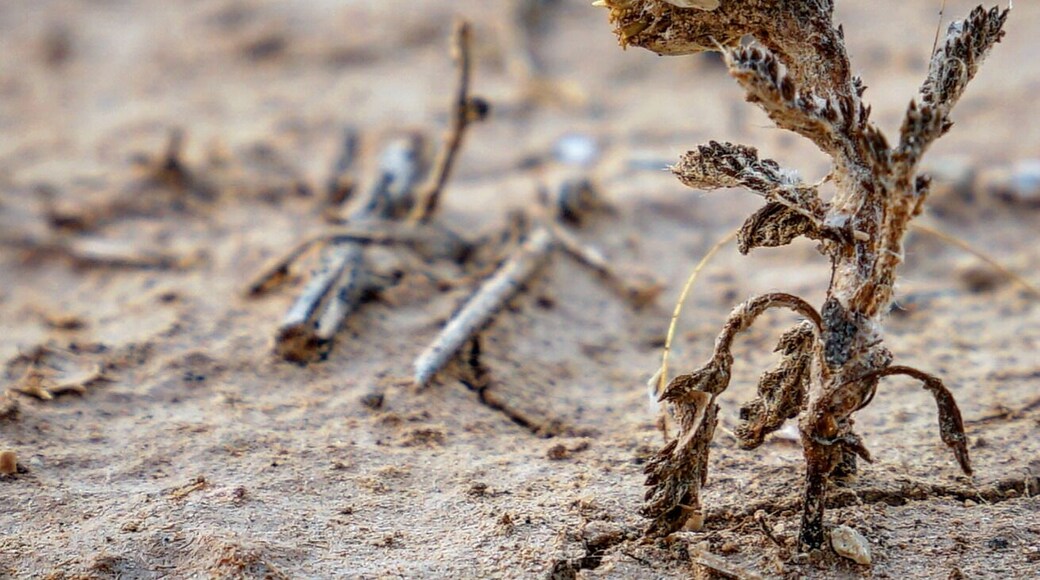 Solitud in Spanish summer.