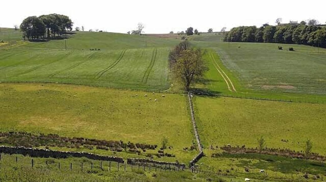 Fields near Callaly Mare Meadows Plantation lies to the left.