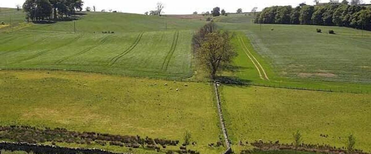 A rural landscape with rolling green fields, a stone wall, and a solitary tree.