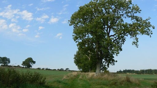 Devil's causeway This farm track follows the course of a Roman road known locally as the Devil's Causeway.