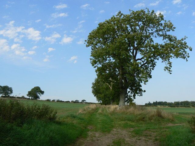 A solitary tree in a grassy field with a clear sky.