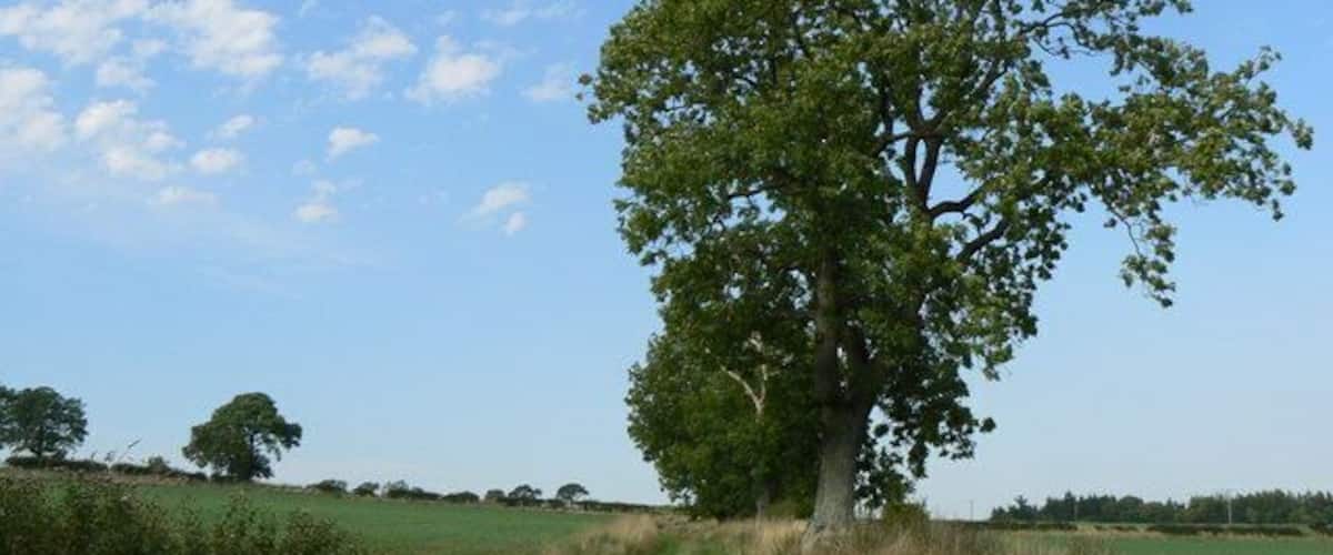 A solitary tree in a grassy field with a clear sky.