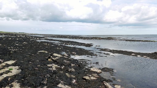 Broadroom End east of Seaton Point Marmouth Scars and South Reins are the rocks to the north which guard the south entrance to Boulmer Haven.