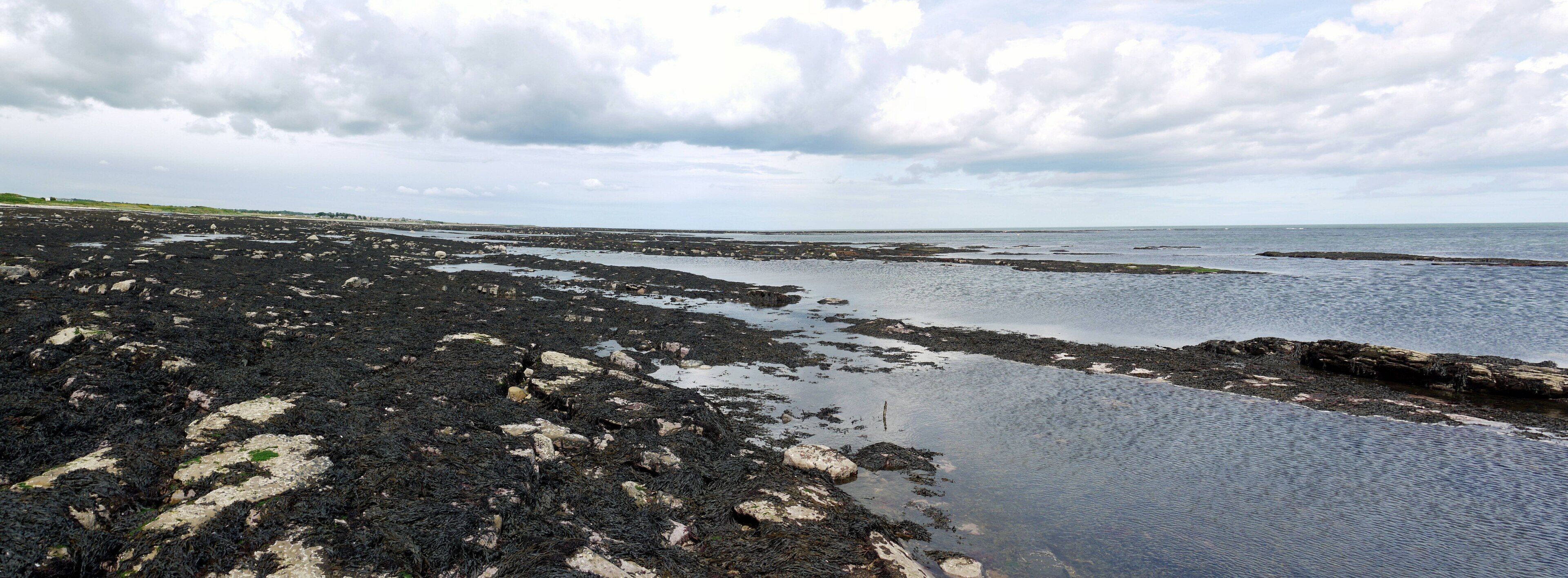 A rocky shoreline with patches of seaweed and calm waters under a cloudy sky.