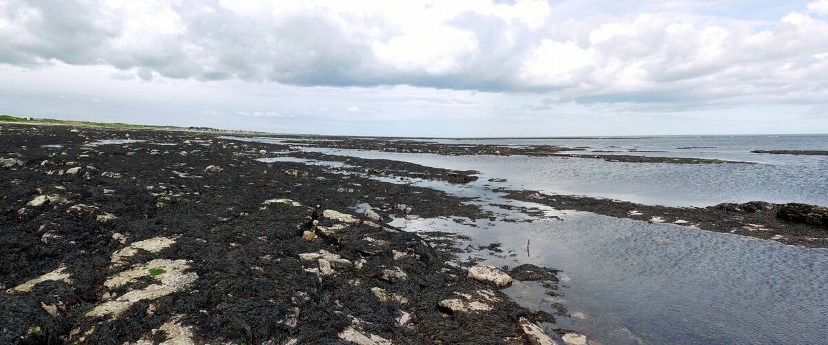 A rocky shoreline with patches of seaweed and calm waters under a cloudy sky.