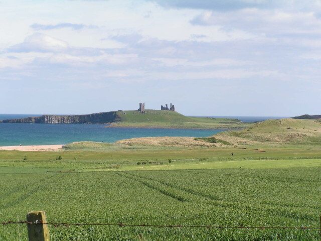 Wheat field with Dunstanburgh Castle in background.