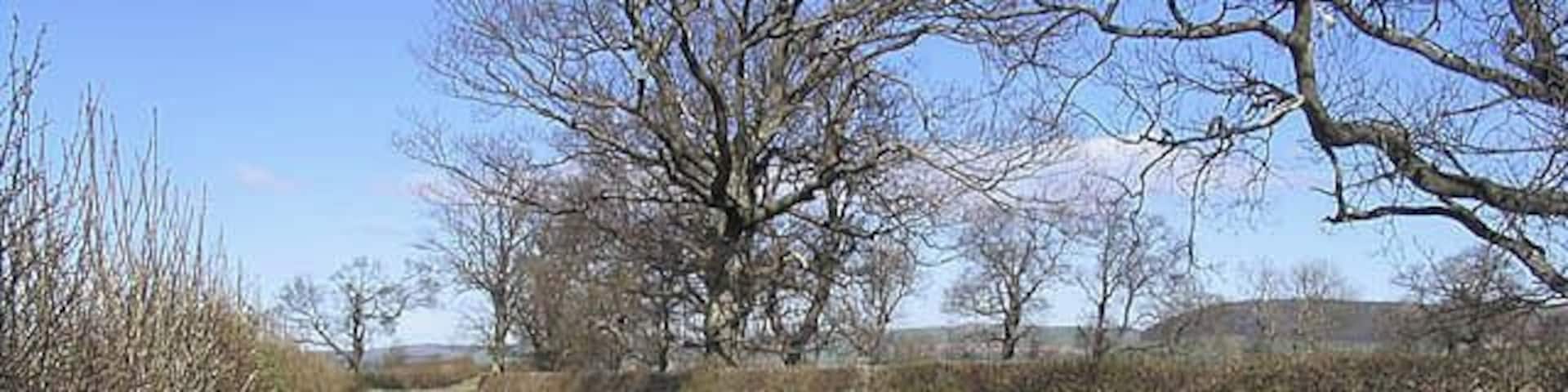 A country road North of Chillingham.