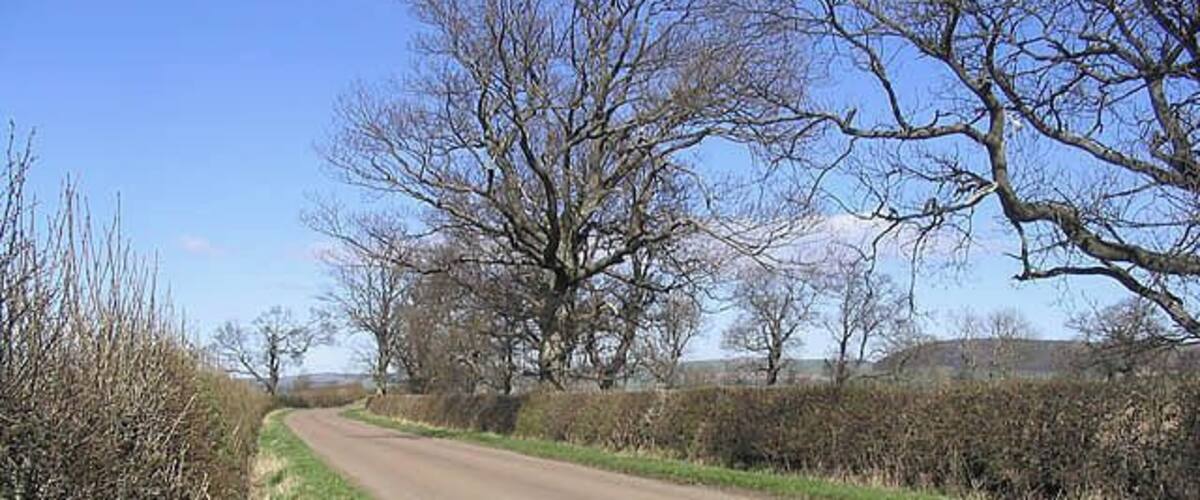 A rural road flanked by leafless trees and hedgerows under a clear blue sky.