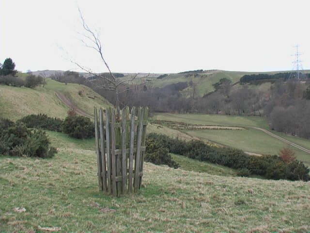 Protected beech and view west up the Lilburn Burn