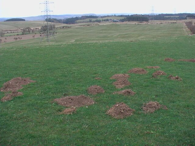 Huge field east of woodland strip near Ilderton Nature's ploughmen at work.