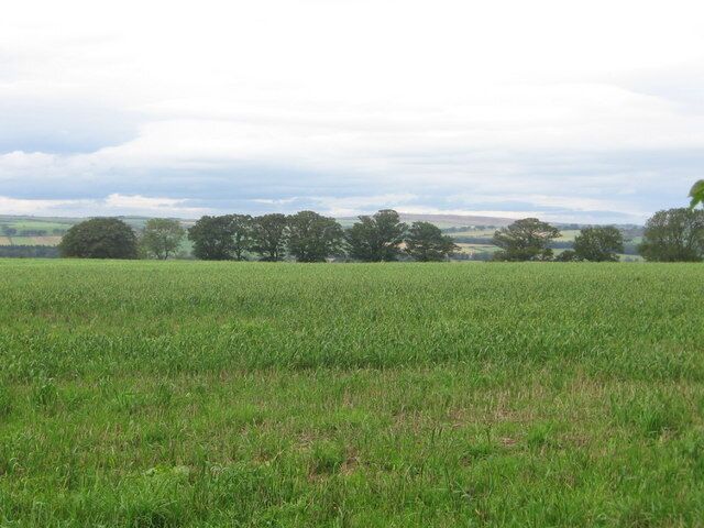 Beacon Hill. Summit sown with wheat