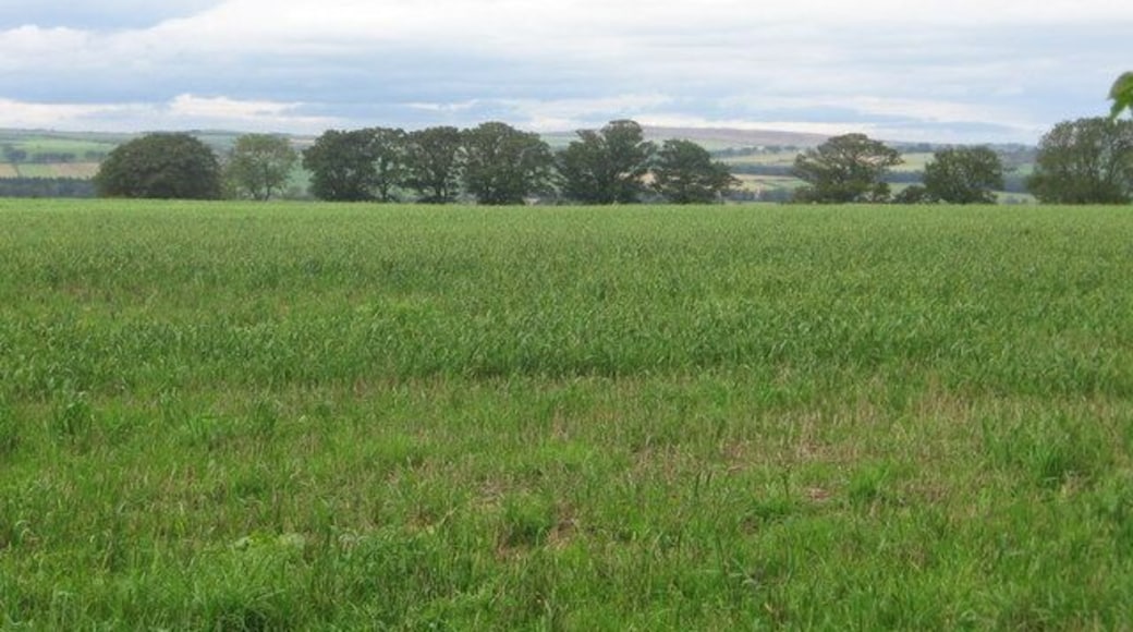 Beacon Hill. Summit sown with wheat