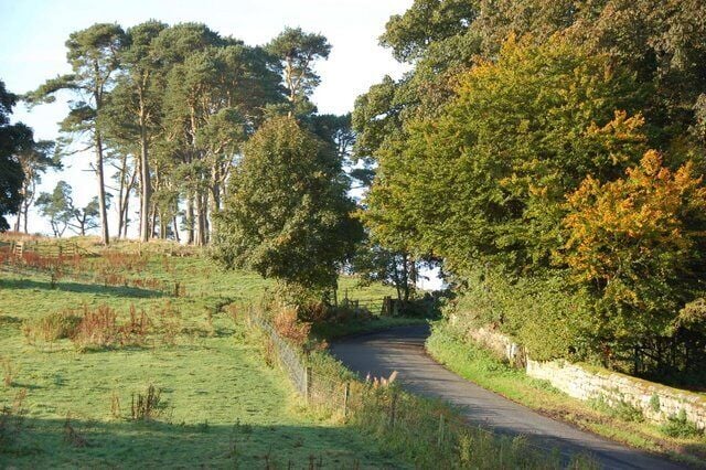 Road SW out of the hamlet This is the road up over the hill out of the hamlet past the copse of pines