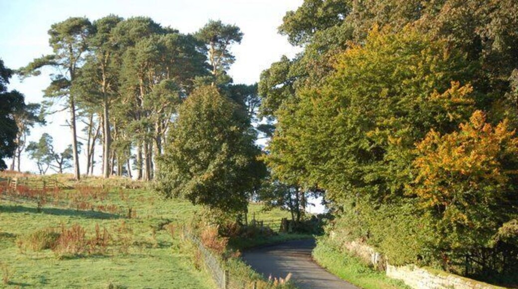 Road SW out of the hamlet This is the road up over the hill out of the hamlet past the copse of pines